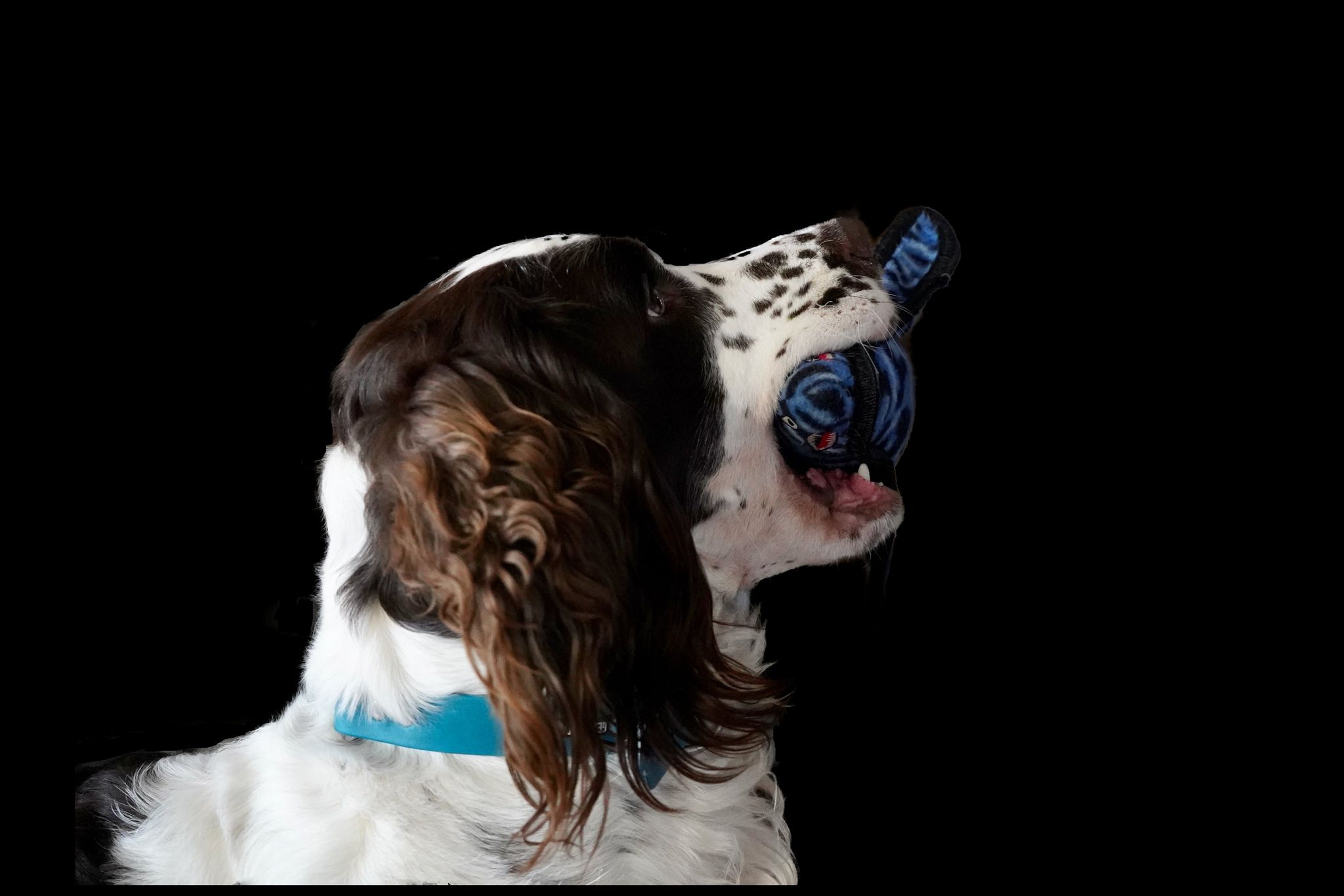 Front N'Scenter - springer spaniel on rock